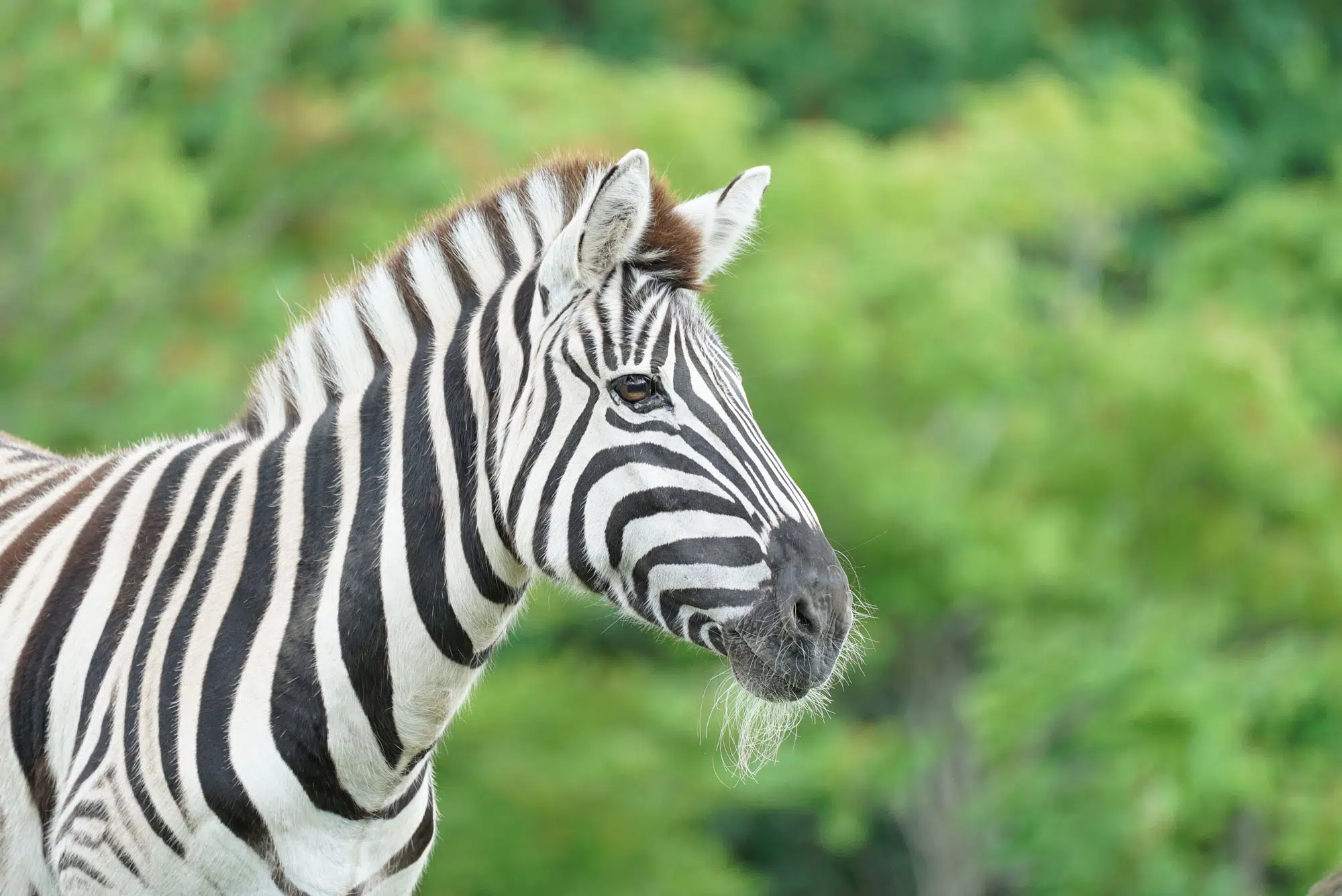 Zebre4.jpg